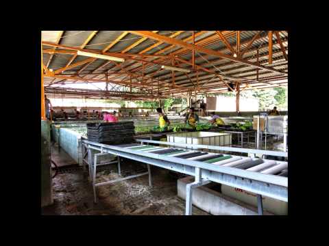 Packing Bananas For Export