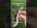 GIANT BOA SNAKE THINKS SHES A DOG #shorts