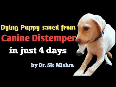 Dying Puppy saved from Canine Distemper