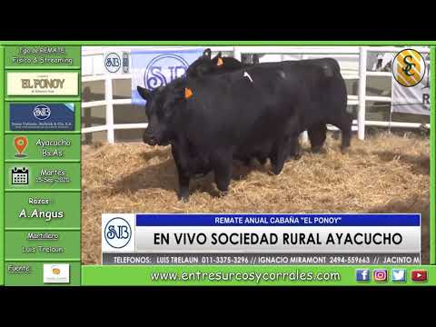 15-09-20 - Remate de Cabaña El Ponoy - Consignataria Saenz Valiente, Bullrich y Cía. S.A. - Ayacucho