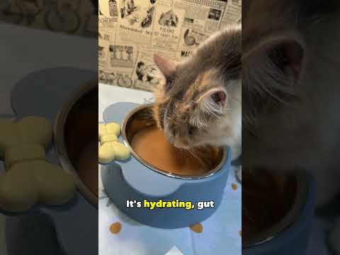 Picky cat tries GoofyTails bone broth