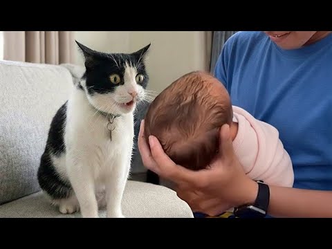 Curious Cats Exploring "The New Baby" for the First Time