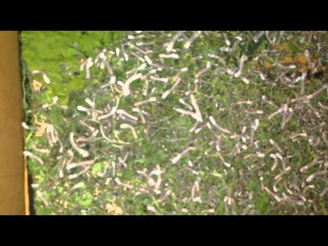 cria de gusanos de seda HD evolucion 204 2014 video2