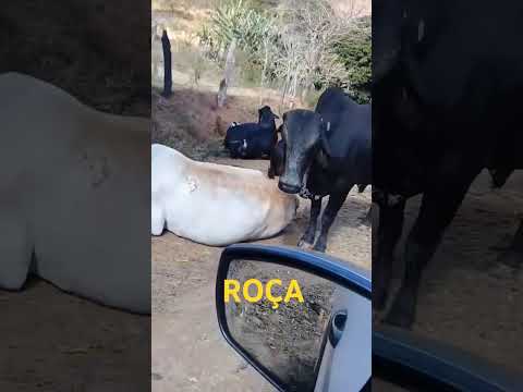 roça #Santo Antônio do Grama, MG Brasil