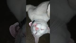 Download lagu Milo tepar abis bantuin emak Bubut suket🥴 mp3