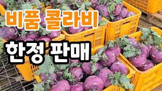 선별 없이 비품 콜라비 저렴하게 한정 판매