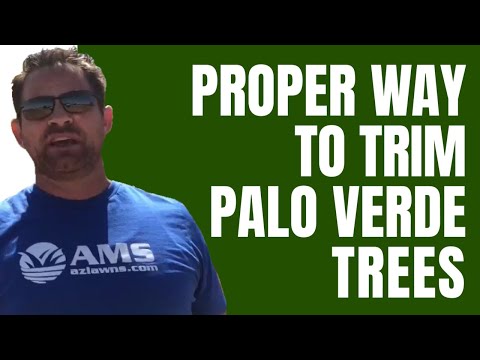 Proper Way to Trim Palo Verde Tree