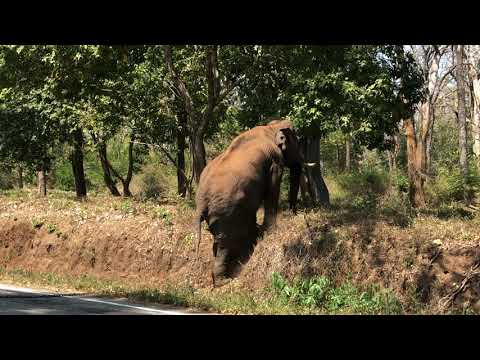 BREAK THE CHAIN / CHAINED ELEPHANT CROSSING THE ROAD OF HOPE