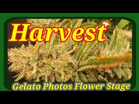 A Gelato Harvest I Blue Dream Autoflower Update I #Weedgrow #Harvest