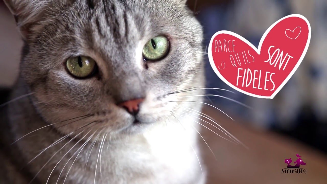 Pet Sitter ? Kezako ! Un bon plan comme complèment de revenu