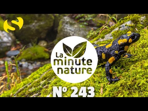 LE PARI DE LA SALAMANDRE (No 243)