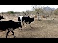 Paulo Keseni Nyimbo Mpya