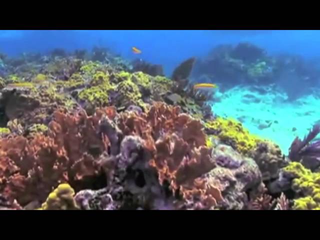 Punta Cana Snorkel & Sail Catamaran - Aventuras Dominican Excursions
