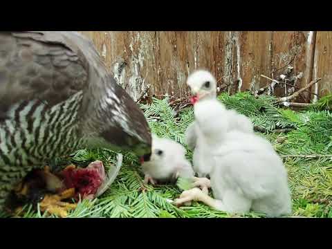 Habichtsfütterung Teil 4 // hawk feeding