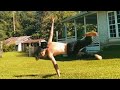 WORLD BEST SCOOT TRIPLE FULL ON GRASS