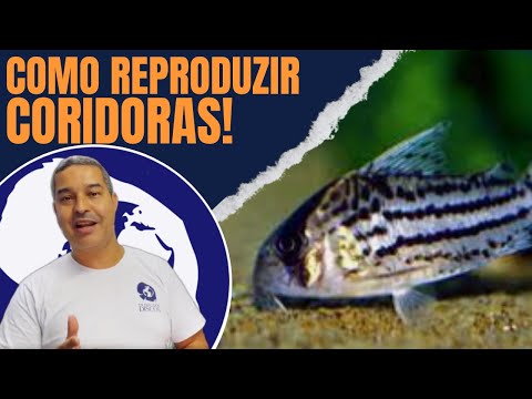REPRODUZIR CORIDORA- Como você pode fazer no seu aquário