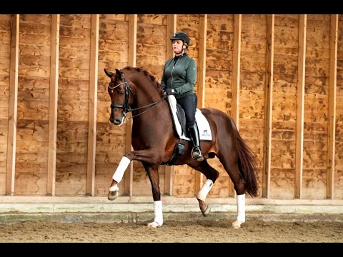 Fürst Jazz- Stallion Collection Schockemoehle & Helgstrand 2021 ENG