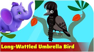 Umbrella Bird gameplay video by mgray@milfordma.com, 1:54 duration