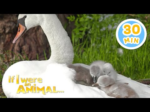 If I were a Swan | Chicky's Playhouse | Kids Cartoons Collection