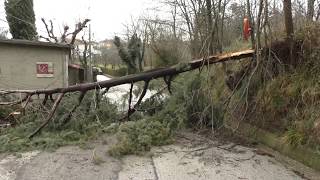 forti-raffiche-di-vento-alberi-in-caduta-libera