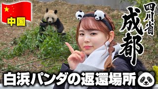 【四川成都】白浜パンダが帰る場所🐼本場の四川料理の食い倒れと三国志の「蜀」世界へ♡