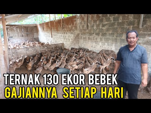 , title : 'Bisa Dicoba, Ternak Bebek Petelur 130 Ekor Gajiannya Tiap Hari'