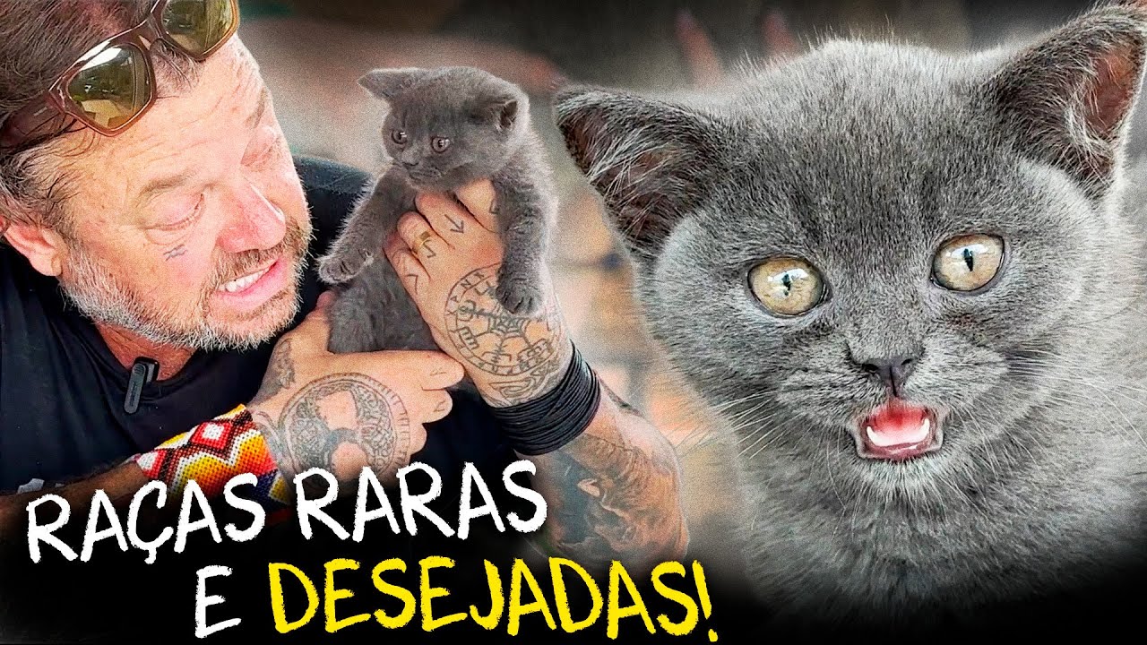 BRITISH SHORTS E LONG HAIR: CONHECENDO TODAS AS CORES POSSÍVEIS DESSA RAÇA!