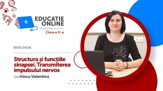 Structura și funcțiile sinapsei. Transmiterea impulsului nervos