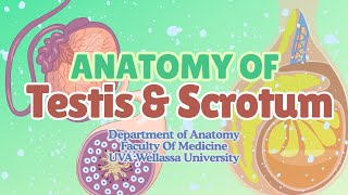 Anatomy of Testis & Scrotum | Structures, Blood Supply & Clinical Relevance
