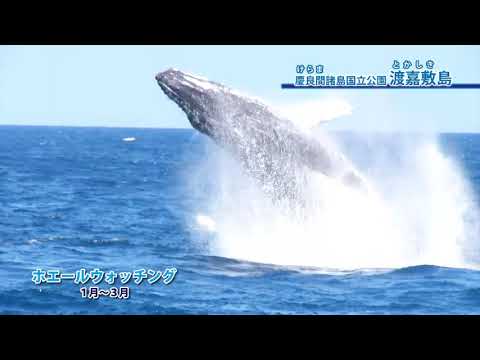 TOKASHIKI 観光・沖縄県渡嘉敷村・慶良間諸島国立公園PV