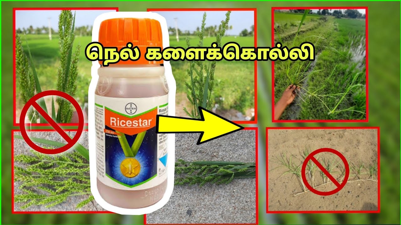 Watch video Ricestar களைக்கொல்லி | FENOXAPROP-P-ETHYL 6.7%EC | Bayer Ricestar | Paddy Herbicide | #tamilagrotech Now Ricestar களைக்கொல்லி | FENOXAPROP-P-ETHYL 6.7%EC | Bayer Ricestar | Paddy Herbicide | #tamilagrotech