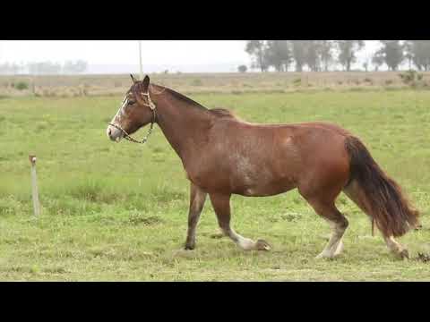 LOTE 15   Jazida do Capão Redondo