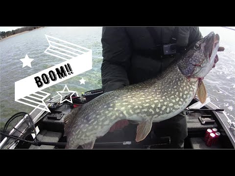 Keväinen haukireissu merelle