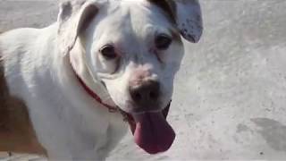 Tonight Animal Island   - Zatoka Gdańska