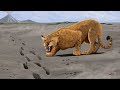Panthera: The Evolution of the Big Cats