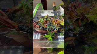 新しい水槽を立ち上げの動画しました。 #アクアリウム初心者
