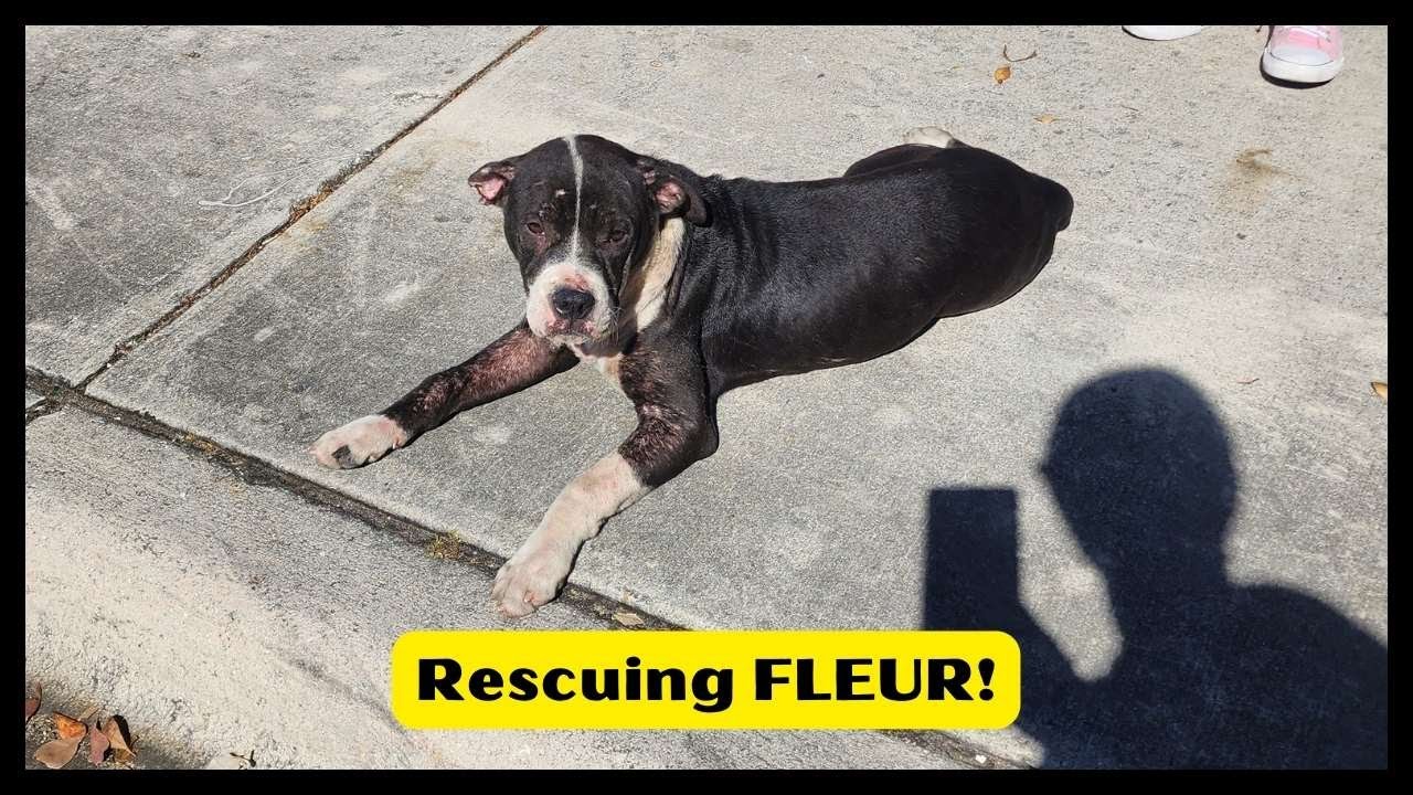 Fleur, a Adoptable mixed breed in Miami, FL video 6/6