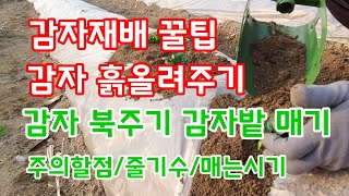 감자 북주기 감자밭 매기 감자 흙올려주기 감자재배방법