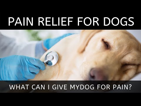 Pain relief for dogs | What Can I Give My Dog for Pain?