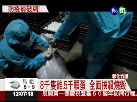 防疫補破網! 彰化緊急撲殺雞隻