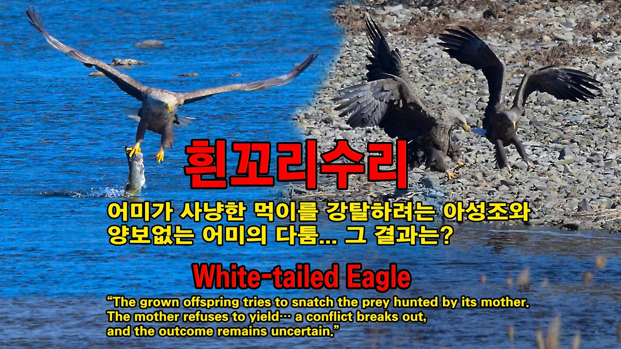 흰꼬리수리 유튜브 썸네일
