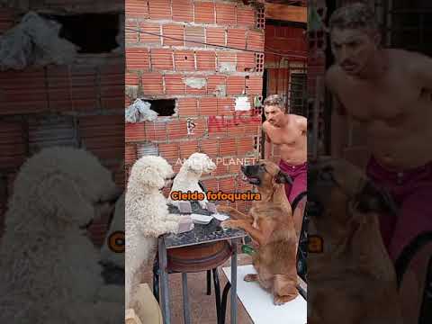 Doguinho caramelo, mais conhecido como Cleitinho Fubá