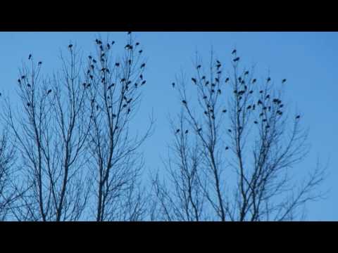 A Noisy and Melodious Flock of Redwinged Blackbirds