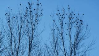 A Noisy and Melodious Flock of Redwinged Blackbirds