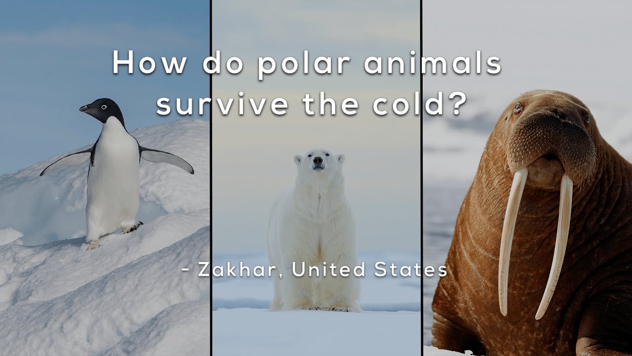 How do polar animals survive the cold?
