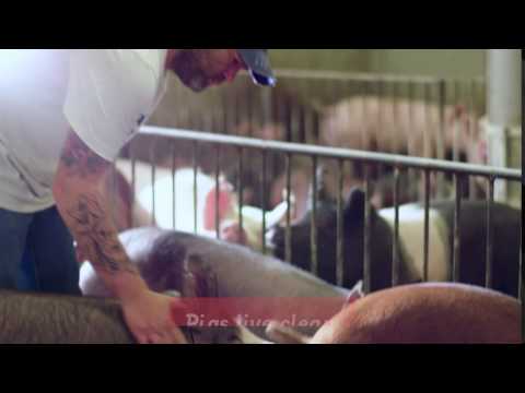 Clean Pigs, Healthy Pigs, Raised by People