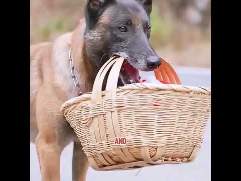 The little dog gradually became a superhero.#pets #cute #shorts #funny