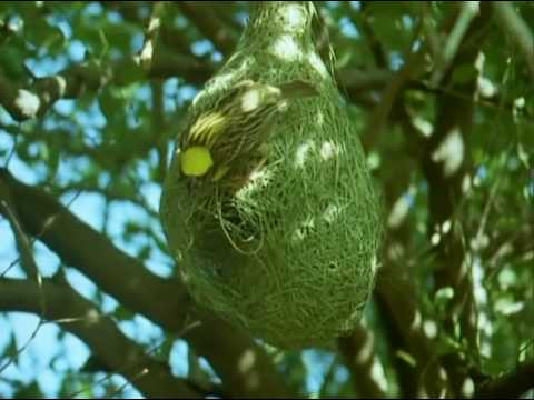 download lagu mp3 mp4 Baya Weaver Bird Nest, download lagu Baya Weaver Bird Nest gratis, unduh video klip Baya Weaver Bird Nest