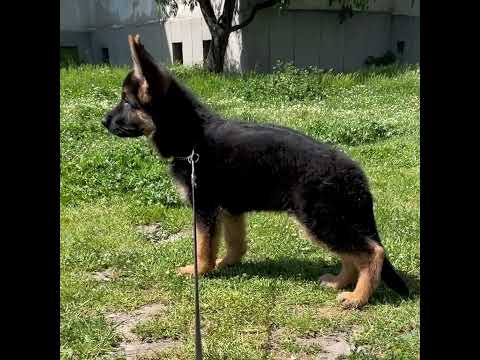 german shepherd 2.5month #germanshepherdworld #dog kennel #sandhuagrofarm  @parimal