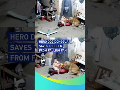 Hero dog Donggua saves toddler from falling fan